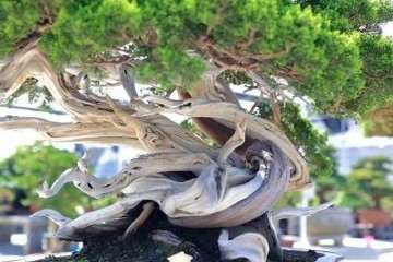 盆景 我们一起分享这门传统的优秀艺术