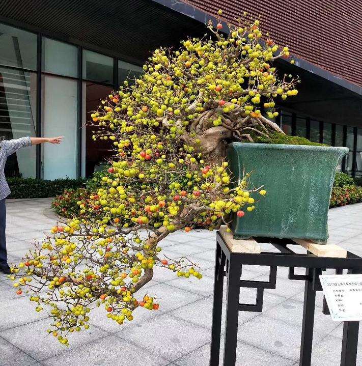 岭南盆景树种之红果介绍