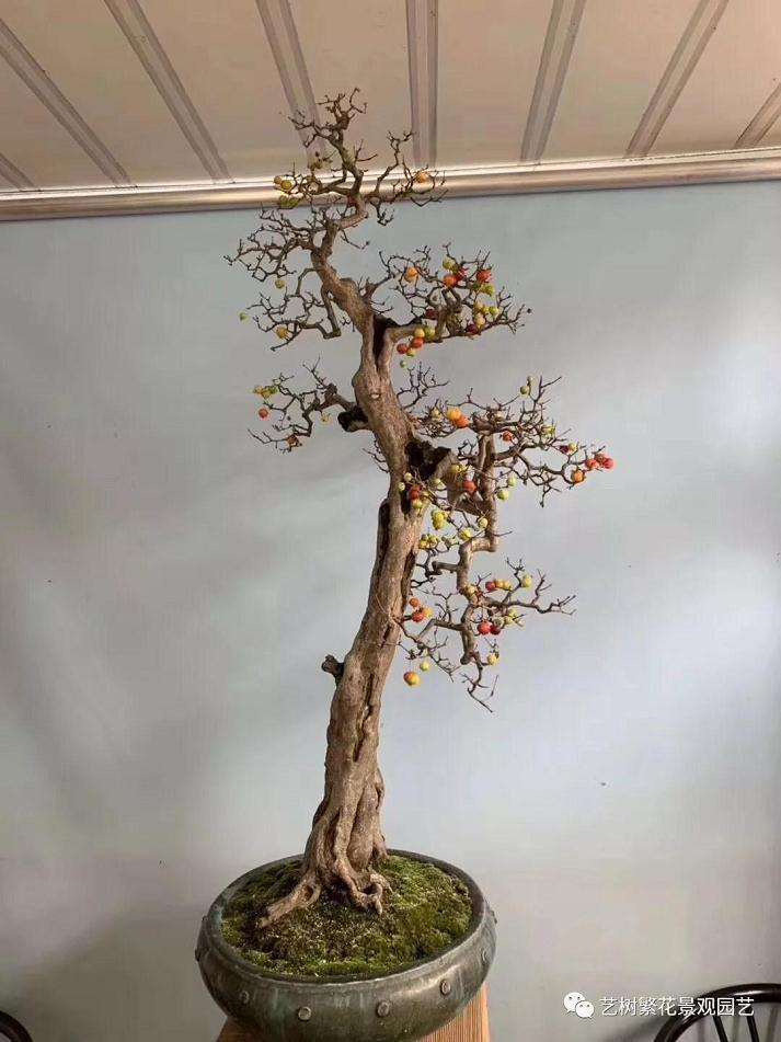 岭南盆景树种之红果介绍