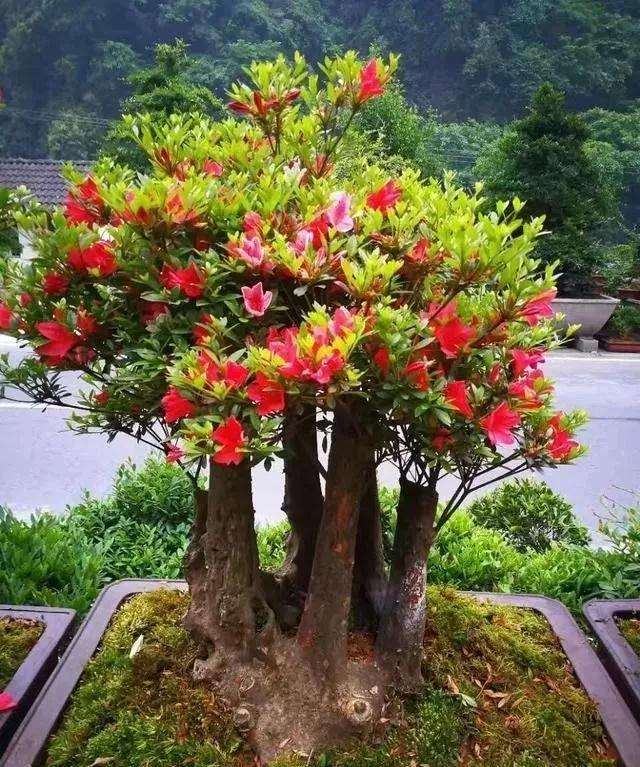 盆景的最好修剪时间和怎样修剪