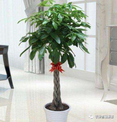 盆景植物发财树怎样管理的方法
