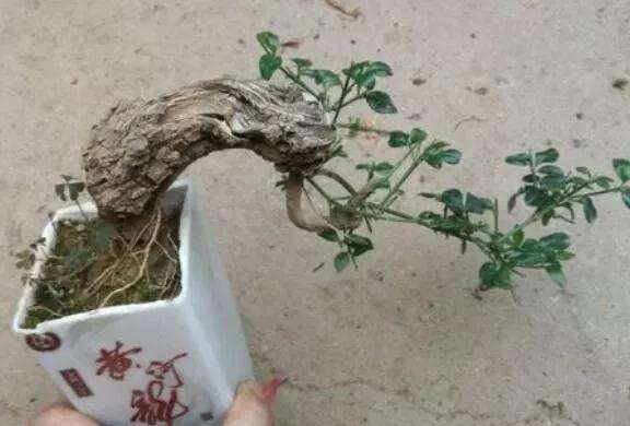 野外迎春花老桩怎样做盆景