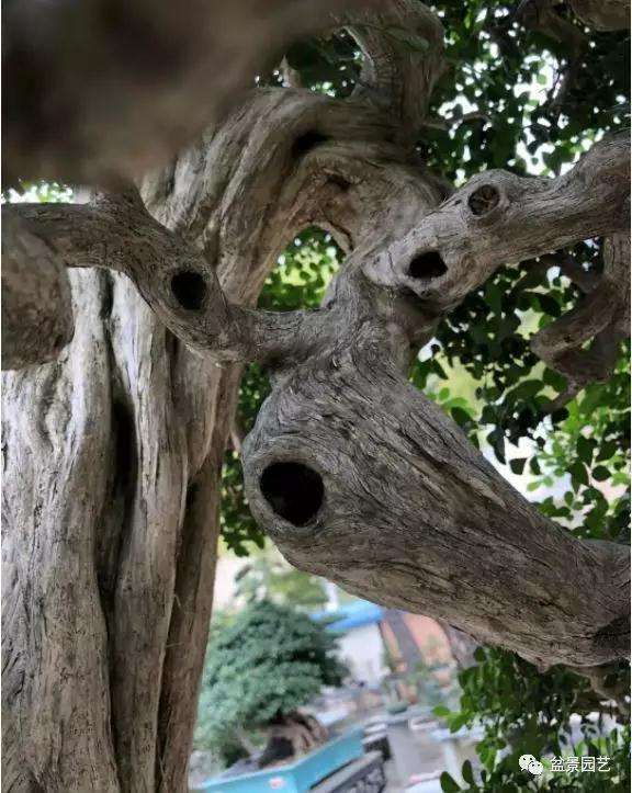 九里香盆景怎么制作成型的方法