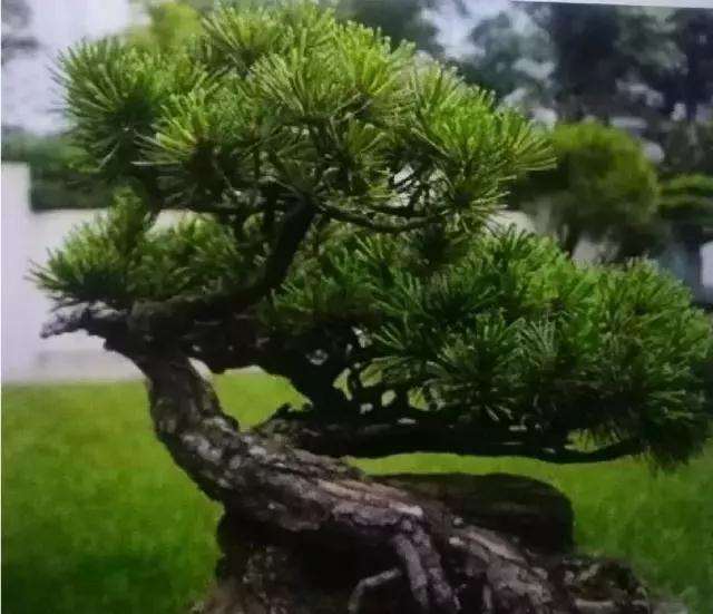 松树盆景土壤湿度多少最合适