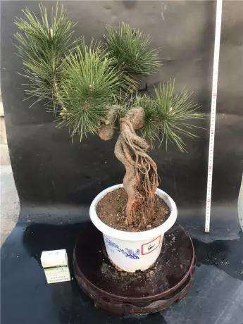 图解 怎么制作提根黑松盆景的方法