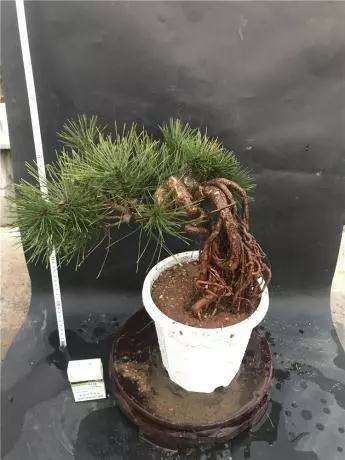 图解 怎么制作提根黑松盆景的方法