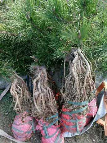 图解 怎么制作提根黑松盆景的方法