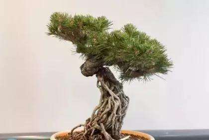 图解 怎么制作提根黑松盆景的方法