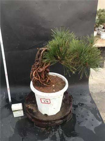 图解 怎么制作提根黑松盆景的方法