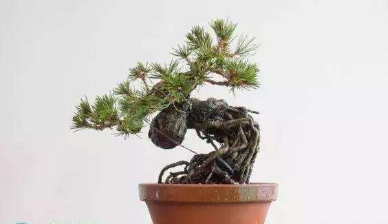 图解 怎么制作提根黑松盆景的方法