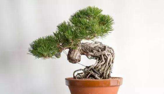 图解 怎么制作提根黑松盆景的方法