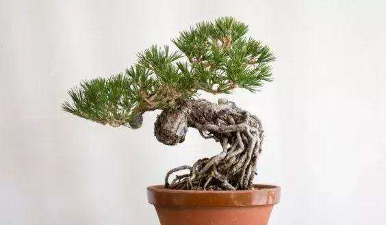图解 怎么制作提根黑松盆景的方法