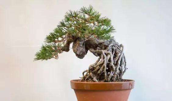 图解 怎么制作提根黑松盆景的方法