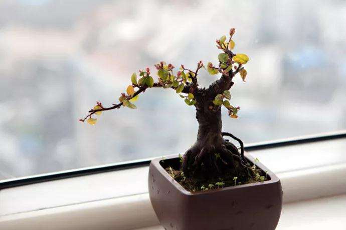 雀梅盆景怎么样施肥修剪才最看