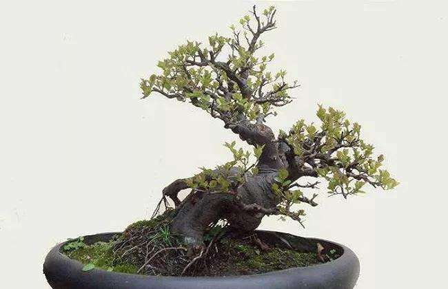 雀梅盆景怎么样施肥修剪才最看