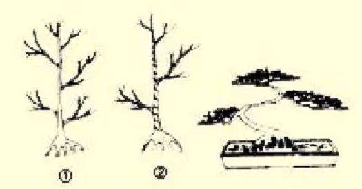 怎么制作二弯半树木盆景的方法