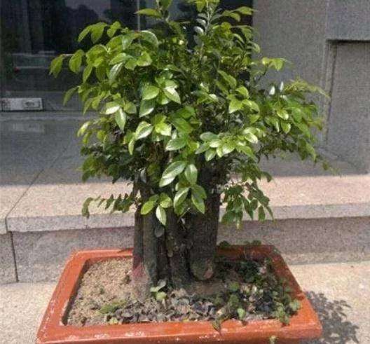 室内小叶紫檀盆景怎么办