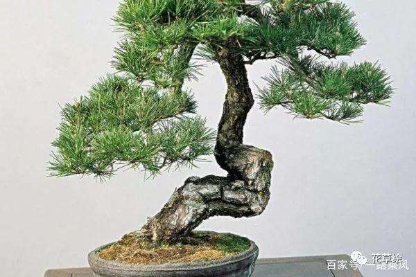 五个步骤教会你种植油松盆景