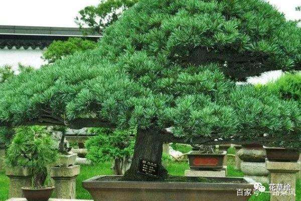 五个步骤教会你种植油松盆景