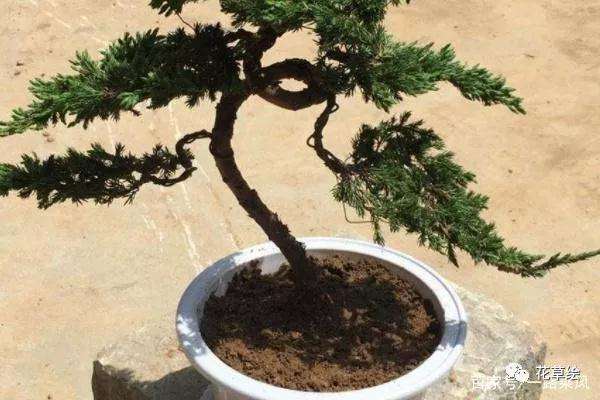 五个步骤教会你种植油松盆景