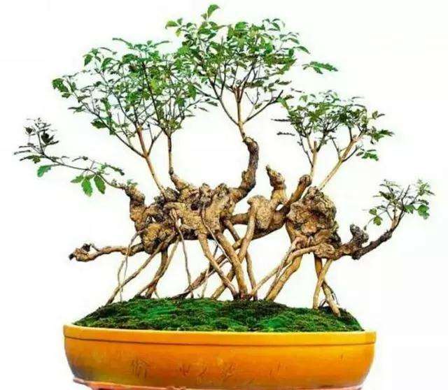 黄荆疙瘩盆景怎么浇水施肥的方法