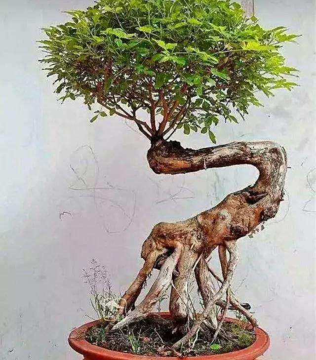 黄荆疙瘩盆景怎么浇水施肥的方法