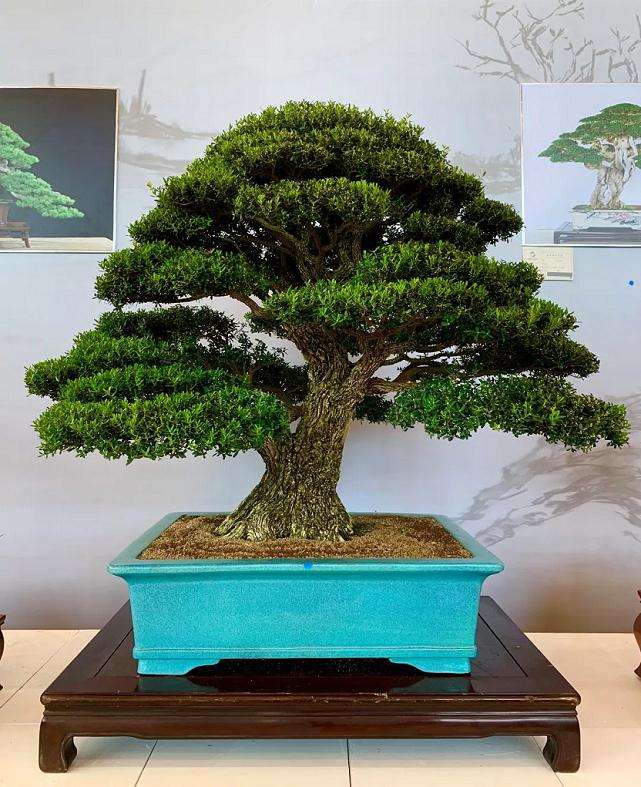 盆景国际竞赛颁奖典礼完美落幕