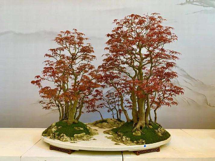 盆景国际竞赛颁奖典礼完美落幕