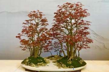 2019年 盆景国际竞赛颁奖典礼完美落幕