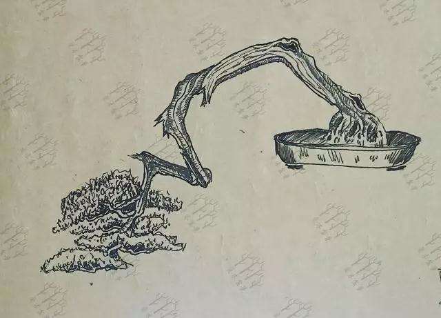 柏树桩材盆景怎么造型的方法