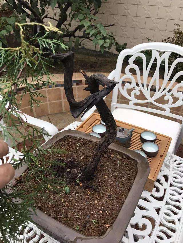 柏树桩材盆景怎么造型的方法