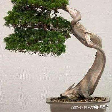 怎么制作柏树盆景吸水线的方法