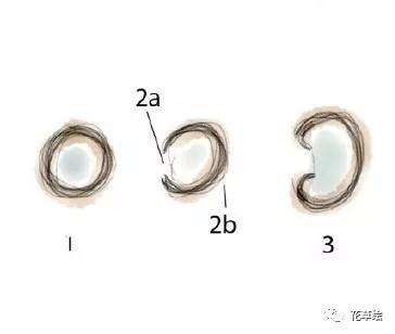 怎么制作柏树盆景吸水线的方法