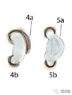 怎么制作柏树盆景吸水线的方法