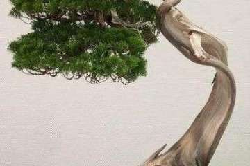 怎么制作柏树盆景吸水线的方法