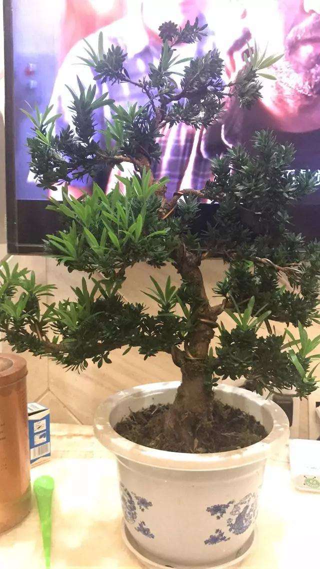 罗汉松盆景怎么改作造型设计的方法