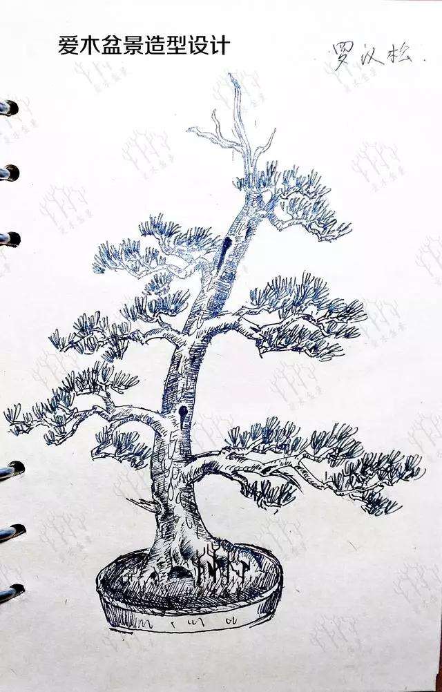 罗汉松盆景怎么改作造型设计的方法