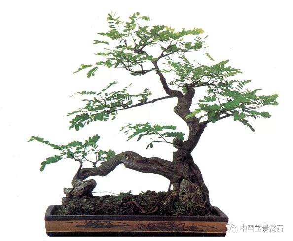 金合欢盆景怎么制作与养护