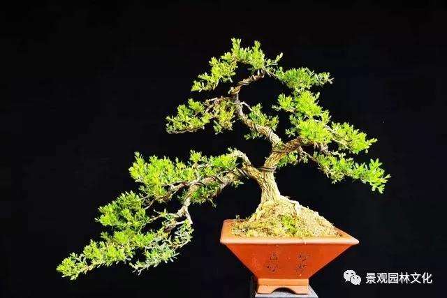 黄杨盆景制在春季怎么上盆栽种的方法