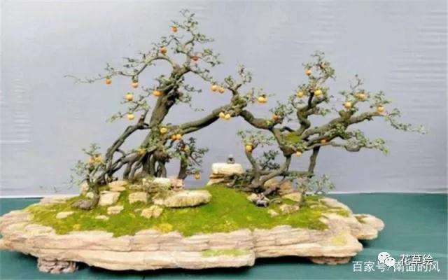 黑松盆景怎么进行疏叶修剪的方法