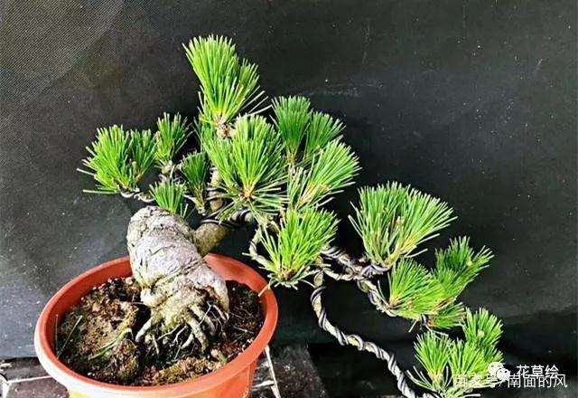 黑松盆景怎么进行疏叶修剪的方法