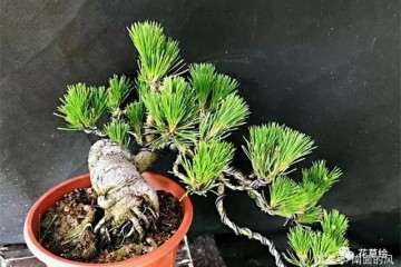 黑松盆景怎么进行疏叶修剪的方法