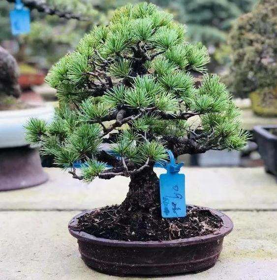 日式五针松盆景怎么造型的方法