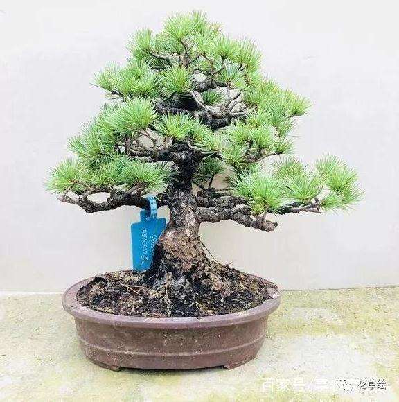 日式五针松盆景怎么造型的方法