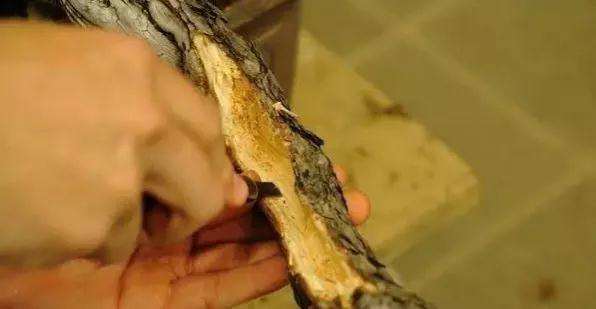 悬崖式盆景的制作步骤和要领是什么