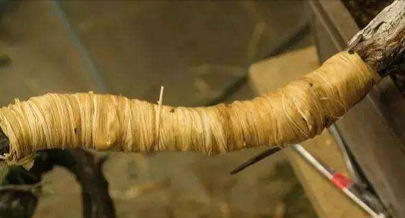 悬崖式盆景的制作步骤和要领是什么