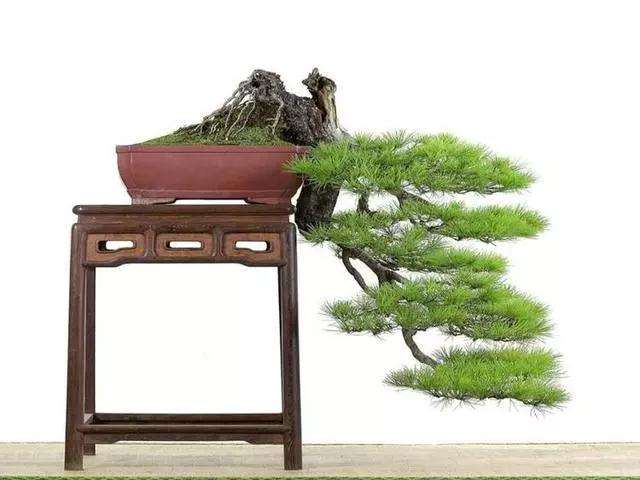 悬崖式盆景怎么设计的方法