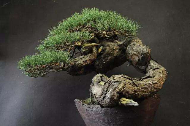 图解 赤松盆景怎么创作的方法