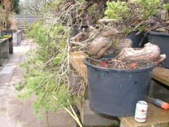 图解 赤松盆景怎么创作的方法