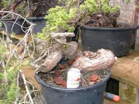 图解 赤松盆景怎么创作的方法